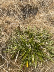 Celmisia spectabilis