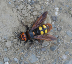 Megascolia maculata maculata