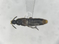 Aleochara fumata