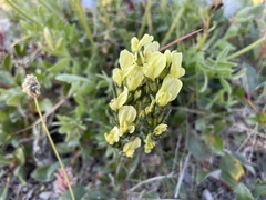 Oxytropis maydelliana
