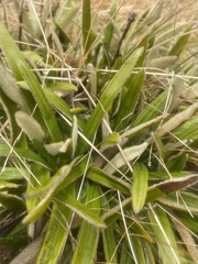 Celmisia spectabilis