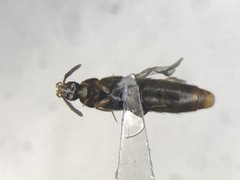 Aleochara fumata