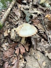 Entolomataceae