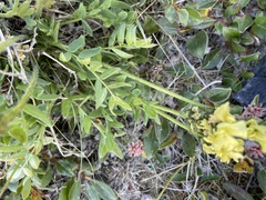 Oxytropis maydelliana