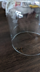 Ichneumon ambulatorius