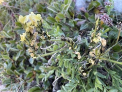 Oxytropis maydelliana