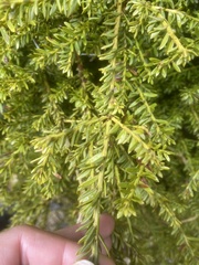 Podocarpus nivalis