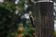 Melanerpes chrysauchen