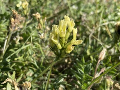 Oxytropis maydelliana