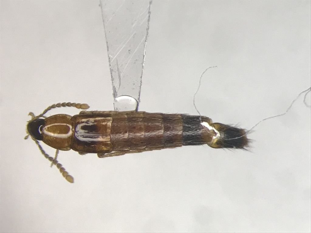 Ischnosoma flavicolle