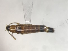 Ischnosoma flavicolle