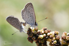 Zizeeria knysna knysna