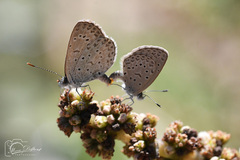 Zizeeria knysna knysna