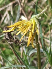 Tragopogon orientalis