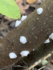 Ceroplastes