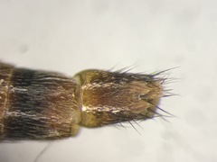 Ischnosoma flavicolle