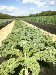 Brassica oleracea acephala