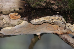 Neoantrodia serialis