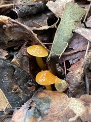 Gliophorus psittacinus