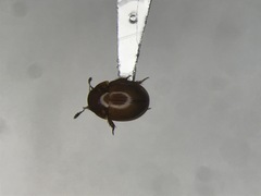Colenis bifida