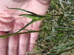 Tragopogon orientalis