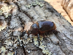 Oryctes nasicornis corniculatus
