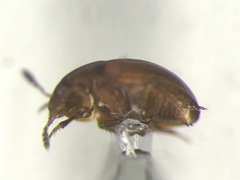 Colenis bifida