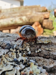 Oryctes nasicornis corniculatus