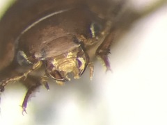 Colenis bifida