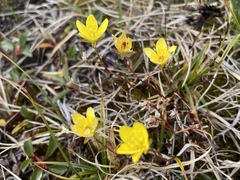 Saxifraga hirculus