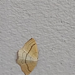 Cyclophora linearia