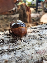 Oryctes nasicornis corniculatus