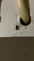 Steatoda nobilis