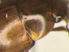 Colenis bifida