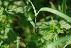 Lestidae