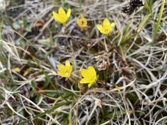 Saxifraga hirculus