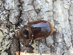 Oryctes nasicornis corniculatus