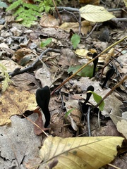 Geoglossum