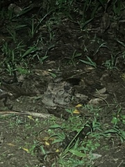 Nyctidromus albicollis