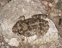 Tomopterna kachowskii