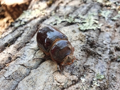 Oryctes nasicornis corniculatus