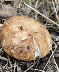 Russula grata