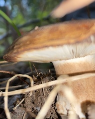 Russula grata