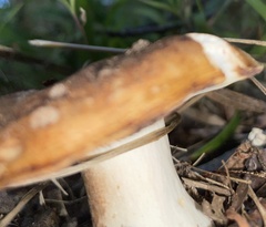 Russula grata