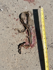 Thamnophis saurita septentrionalis