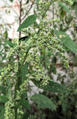 Chenopodium album
