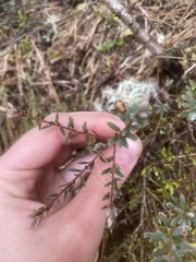 Acrothamnus colensoi