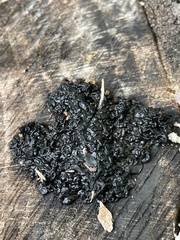 Exidia nigricans