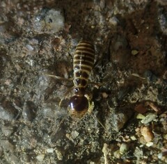 Hodotermes mossambicus