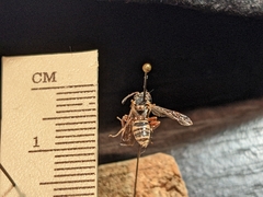 Nomada texana